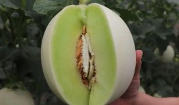 吃瓜爆料配乐有哪些名字,揭秘那些令人捧腹的吃瓜爆料配乐传奇